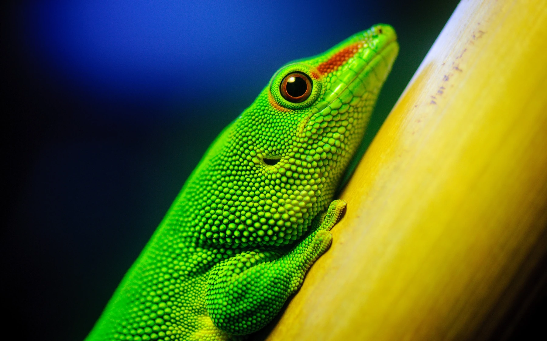 Bright green gecko perched on a yellow branch
