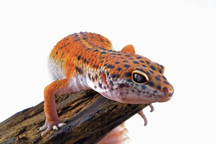Orange gecko perched on a branch