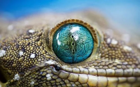 Close-up of a gecko with a blue eye
